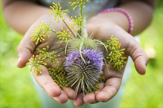Wild teasels (Dipsacus fullonum) and fennel (Foeniculum vulgare) flowers in hands