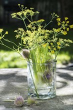 Wild teasels (Dipsacus fullonum) and fennel (Foeniculum vulgare) flowers in glass