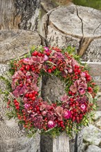 Autumn wreath tied to birch trunk with rosehip (Rosa canina)