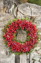 Attached autumn wreath on birch trunk with rosehip (Rosa canina)
