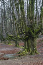 Gorbea Natural Park