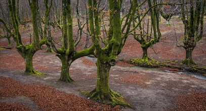 Gorbea Natural Park