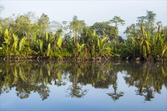 Morning atmosphere and water reflection in the river Sungai Sekonyer in Tanjung Puting National Park