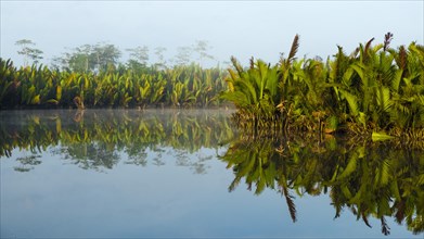 Morning atmosphere and water reflection in the river Sungai Sekonyer in Tanjung Puting National Park