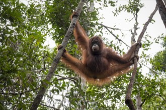 Bornean orangutan (Pongo pygmaeus) hangs between trees