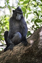 Celebes Crested Macaque (Macaca nigra) sitting in the tree