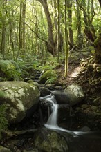 Creek flows through Cloud Forest