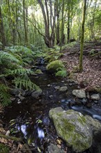 Creek flows through Cloud Forest