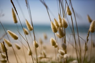 Flowering grasses in the dunes on the beach