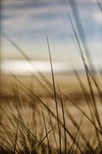 Grasses in the dunes on the beach