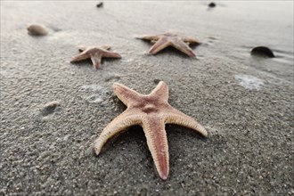 Starfish (Asteroidea) in the sand on the beach
