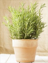 Rosemary (Rosmarinus officinalis) in pot