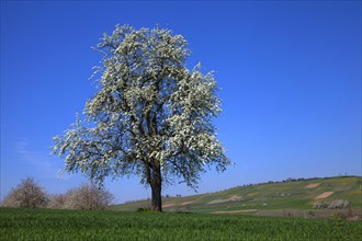 Blooming cherry tree (Prunus)