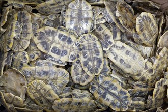 Turtle shells for sale for traditional Chinese Medicine
