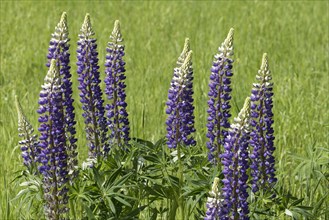 Large-leaved lupins (Lupinus polyphyllus)