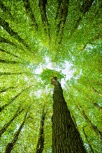 Large Linden trees (Tilia) and Oaks (Quercus) are striving towards the light