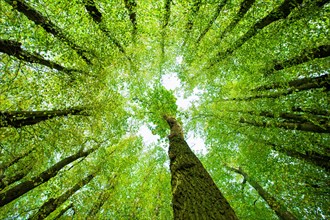 Large Linden trees (Tilia) and Oaks (Quercus) are striving towards the light