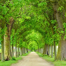 Tunnel-like lime tree avenue in spring