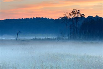 Misty moor at dawn