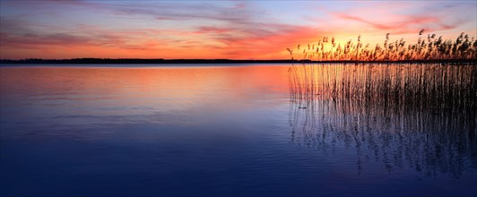 Lake with reed at sunset