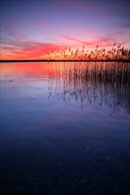 Lake with reed at sunset