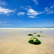 Stones overgrown with algae on the shallow sandy beach