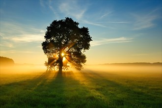 Solitary Oak (Quercus) in the morning fog in a meadow with dew at sunrise