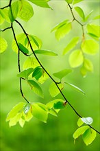 Branches with fresh green Beech leaves (fagus)