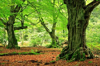 Forest with gnarled old moss-covered European hornbeams (Carpinus betulus)