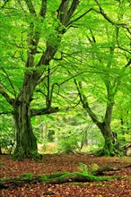 Forest with gnarled old moss-covered European hornbeams (Carpinus betulus)