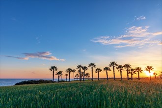 Silhouette of palms during sunset at Mazotos beach