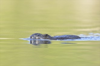 Muskrat (Ondatra zibethicus) swims through a pond
