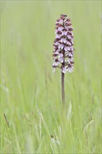 Northern marsh-orchid (Orchis purpurea) in a meadow