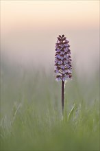 Lady Orchids (Orchis purpurea) in a meadow in the morning light