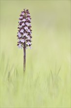 Lady Orchid (Orchis purpurea) in a meadow