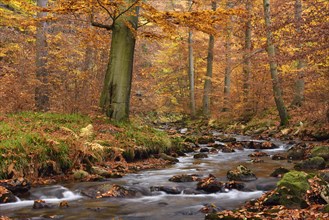 Gebirgsbach Ilse flows through autumnally coloured deciduous forest