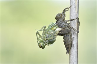 Dragonfly hatch