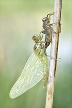 Dragonfly hatch