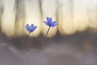 Liverwort (Hepatica nobilis) between foliage