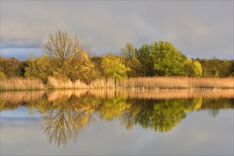 Lake with reflection of trees