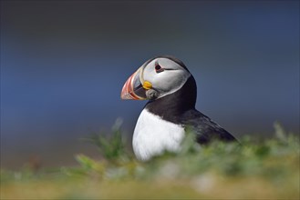 Puffin (Fratercula arctica) sitting in the grass