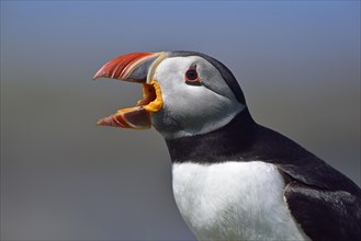 Puffin (Fratercula arctica)