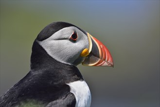 Puffin (Fratercula arctica)