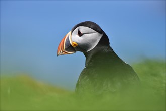 Puffin (Fratercula arctica)