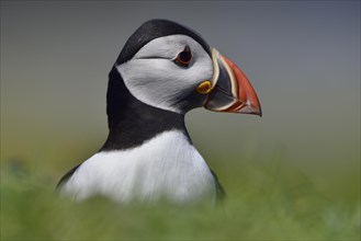 Puffin (Fratercula arctica)