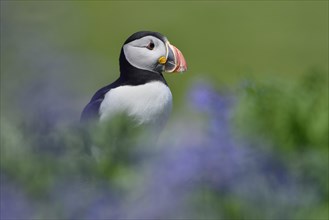 Puffin (Fratercula arctica) sitting between blue flowers