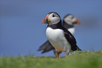 Puffin (Fratercula arctica) stand in the grass