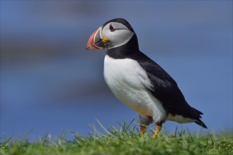 Puffin (Fratercula arctica) stands in the grass