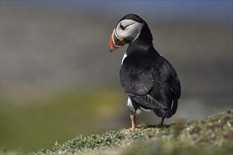 Puffin (Fratercula arctica) stands on rock