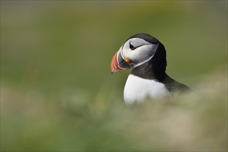 Puffin (Fratercula arctica) sitting in the grass